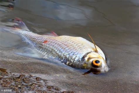 魚缸 死魚